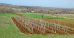 Jasenovica - uliveti